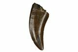 Serrated Theropod Tooth - Judith River Formation #185212-1